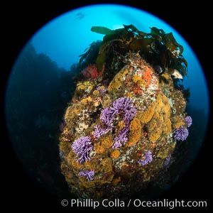 Farnsworth Bank reef covered with purple hydrocoral (Stylaster californicus, Allopora californica), clusters of orange bryozoans, gorgonians and kelp, Catalina Island, Allopora californica, Stylaster californicus