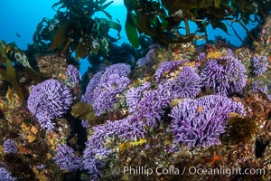 California reef covered with purple hydrocoral (Stylaster californicus, Allopora californica), Farnsworth Banks, Allopora californica, Stylaster californicus, Catalina Island