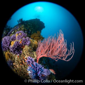 California reef covered with purple hydrocoral (Stylaster californicus, Allopora californica) and Red gorgonia (Lophogorgia chilensis), Allopora californica, Stylaster californicus, Leptogorgia chilensis, Lophogorgia chilensis, Catalina Island