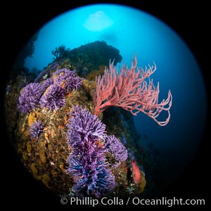 Red gorgonian (Lophogorgia chilensis) rises above fields of purple hydrocoral (Stylaster californicus, Allopora californica) on Farnsworth Bank, Catalina Island, Allopora californica, Stylaster californicus, Leptogorgia chilensis, Lophogorgia chilensis