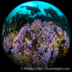 Purple hydrocoral  Stylaster californicus, Farnsworth Banks, Catalina Island, California, Allopora californica, Stylaster californicus