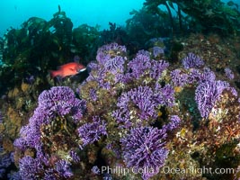 Purple hydrocoral  Stylaster californicus, Farnsworth Banks, Catalina Island, California, Allopora californica, Stylaster californicus