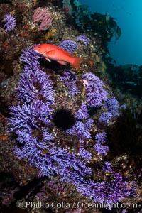 Purple hydrocoral  Stylaster californicus, Farnsworth Banks, Catalina Island, California, Allopora californica, Stylaster californicus