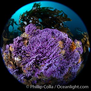 Purple hydrocoral  Stylaster californicus, Farnsworth Banks, Catalina Island, California, Allopora californica, Stylaster californicus