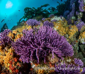 Purple hydrocoral Stylaster californicus, Farnsworth Banks, Catalina Island, California