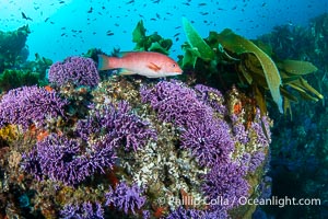 Purple hydrocoral Stylaster californicus, Farnsworth Banks, Catalina Island, California