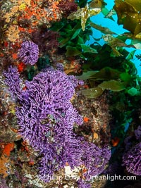 Purple hydrocoral Stylaster californicus, Farnsworth Banks, Catalina Island, California