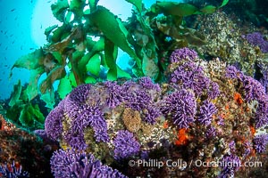 Purple hydrocoral Stylaster californicus, Farnsworth Banks, Catalina Island, California