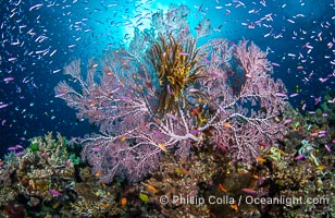 Purple is the new Black. Anthias swarm around a huge purple sea fan gorgonian which lies perpendicular to prevailing currents so that it can capture plankton passing by. Gorgonians and Hard Corals on Tropical Coral Reef, Fiji Islands, Gorgonacea, Namena Marine Reserve