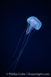 Purple jellyfish, open ocean. Guadalupe Island (Isla Guadalupe), Baja California, Mexico, Pelagia noctiluca, natural history stock photograph, photo id 06205
