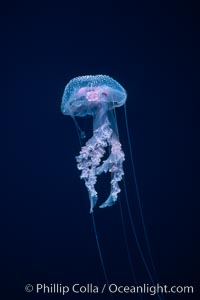 Purple jellyfish, open ocean. Guadalupe Island (Isla Guadalupe), Baja California, Mexico, Pelagia noctiluca, natural history stock photograph, photo id 06207