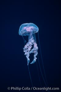 Purple jellyfish, open ocean, Pelagia noctiluca, Guadalupe Island (Isla Guadalupe)