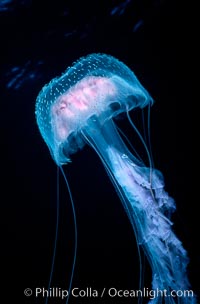 Purple jellyfish, open ocean, Pelagia noctiluca, Guadalupe Island (Isla Guadalupe)