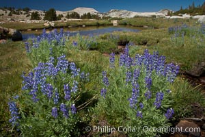 Purple lupine flowers bloom in  late summer, along a stream that feeds to Lake Evelyn  in the high Sierra Nevada near Vogelsang High Sierra Camp, Yosemite National Park, California