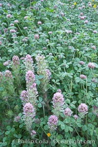 Purple owls clover and rose clover blooms in spring, Castillejo exserta, Trifolium hirtum, San Elijo Lagoon, Encinitas, California