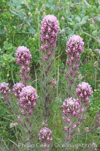 Purple owls clover blooms in spring, Castillejo exserta, San Elijo Lagoon, Encinitas, California