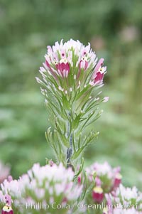 Purple owls clover blooms in spring, Castillejo exserta, San Elijo Lagoon, Encinitas, California