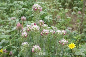 Purple owls clover blooms in spring, Castillejo exserta, San Elijo Lagoon, Encinitas, California