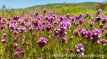 Purple owls clover, Rancho La Costa, Carlsbad