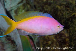 Purple Queen anthias, female, Pseudanthias pascalus