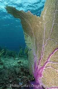 Purple sea fan, Gorgonia ventalina