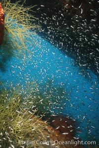 Purple sea urchins on rocky reef amid kelp forest