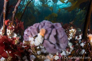 Purple sponge with white and orange metridium anemones, below bull kelp forest, Browning Pass, Vancouver Island