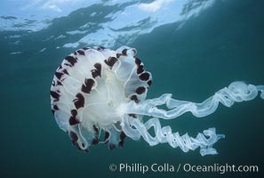 Purple-striped jellyfish, Chrysaora colorata, San Diego, California