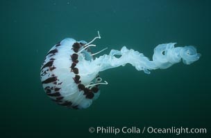 Jellyfish. San Diego, California, USA, Chrysaora colorata, natural history stock photograph, photo id 02489