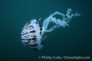 Purple-striped jellyfish, Chrysaora colorata, San Diego, California