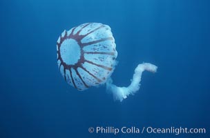 Purple-striped jellyfish, Chrysaora colorata, San Diego, California