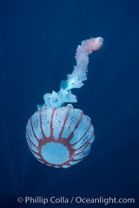 Purple-striped jellyfish, Chrysaora colorata, San Diego, California