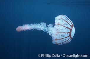 Purple-striped jellyfish. San Diego, California, USA, Chrysaora colorata, natural history stock photograph, photo id 05335