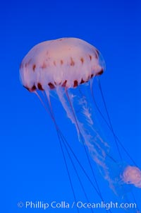 Purple-striped jelly, Chrysaora colorata