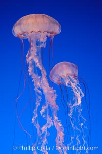 Image 08969, Purple-striped jelly., Chrysaora colorata, Phillip Colla, all rights reserved worldwide. Keywords: animal, chrysaora colorata, invertebrate, jellyfish, marine invertebrate, marine invertebrate anatomy, ocean, pelagia colorata, plankton, purple striped jellyfish, purple-striped jellyfish, stinger, tentacle, underwater, wildlife.