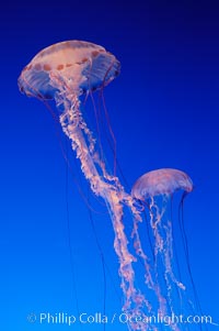 Purple-striped jelly, Chrysaora colorata