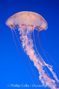 Purple-striped jelly, Chrysaora colorata