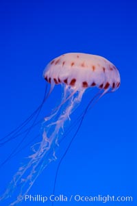 Purple-striped jelly, Chrysaora colorata