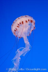 Purple-striped jelly, Chrysaora colorata