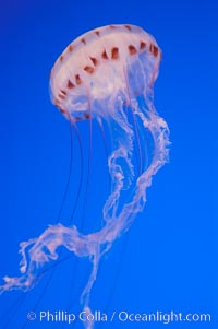 Purple-striped jelly, Chrysaora colorata