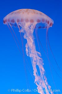 Purple-striped jelly, Chrysaora colorata