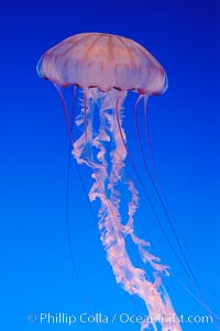 Purple-striped jelly, Chrysaora colorata