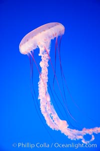 Purple-striped jelly, Chrysaora colorata