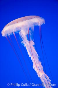 Purple-striped jelly, Chrysaora colorata