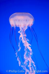 Purple-striped jelly, Chrysaora colorata