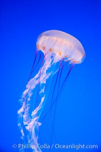 Purple-striped jelly, Chrysaora colorata