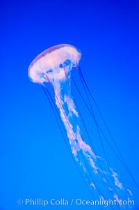 Purple-striped jelly, Chrysaora colorata