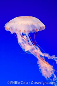 Purple-striped jelly, Chrysaora colorata