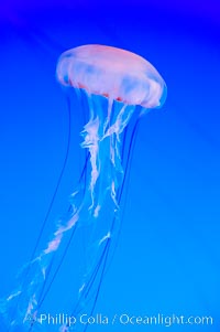 Purple-striped jelly, Chrysaora colorata