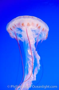 Purple-striped jelly, Chrysaora colorata